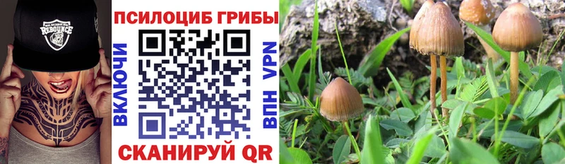 Купить где  Лихославль  Псилоцибиновые грибы GOLDEN TEACHER 